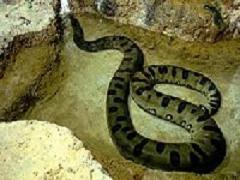 Serpiente anaconda