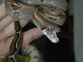 Examen físico de la serpiente