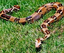 Foto de serpiente boa constrictor
