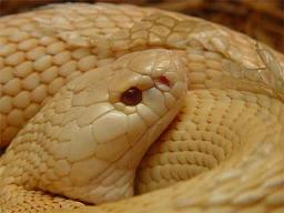 Foto de cobra albina