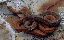 Fotos de serpientes