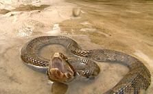 Foto de serpiente en el agua