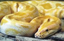 foto de serpiente pitón albina.
