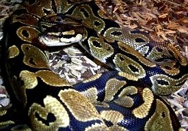 Fotos de serpiente pitón.