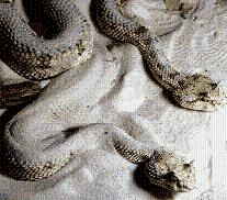 Foto de serpientes en la tierra